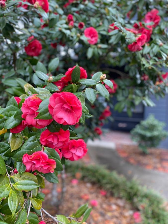 Carriage House 2 Bdrm At Camellia Cottages In Historic Summerville, Sc Eksteriør billede